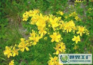 连翘、金银木、红叶碧桃、绿叶碧桃、榆叶梅 优质花卉苗木推荐与种植指南