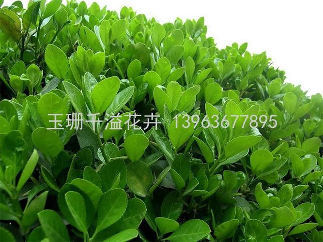 青州市玉珊千溢花卉苗木专业合作社 匠心培育花卉苗木，绘就绿色经济新画卷